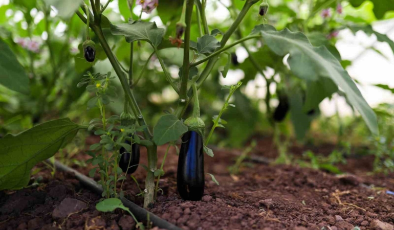 Gemlik Belediyesinin seraları halka ucuz sebze ve meyve yetiştiriyor