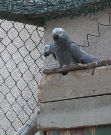 Havalimanında ele geçirilen 309 jako papağanı koruma altına alındı