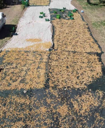 Havran’da coğrafi işaretli incir hasadı sürüyor