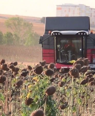 İHA ve SİHA’dan sonra ayçiçeğinde de yerli başarı: Trakya’nın tohumu tüm Türkiye’yi besleyecek
