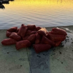 İstanbul Üsküdar’da 1 ton kaçak midye ele geçirildi