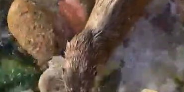 İstanbul’da nesli tükenmekte olan su samuru görüntülendi