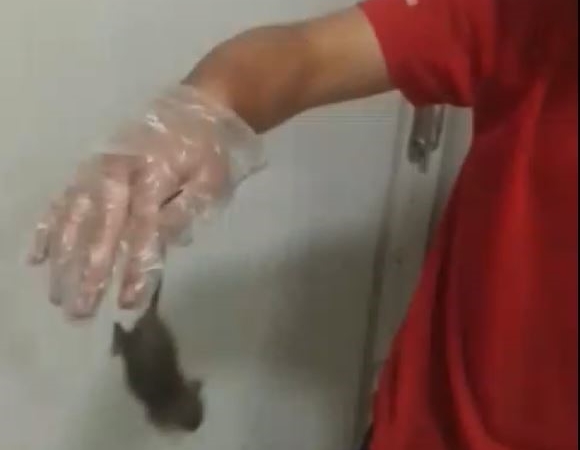 Kapaklı’da dev gıda zincirinde skandal: Fare elini ısırdı, ’bir şey olmaz dediler’ iddiası