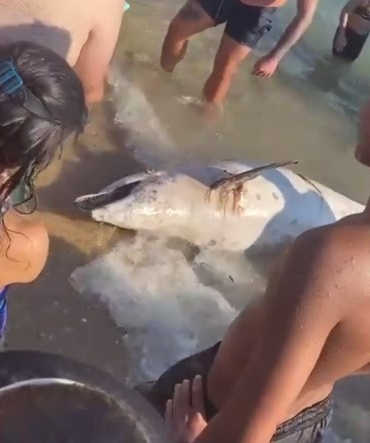 Keşan’da ölü yunus bulundu