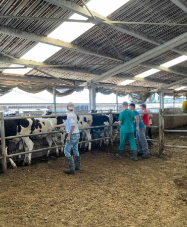 Kırklareli’nde büyükbaş hayvan işletmelerine arilik kontrolleri