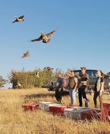 Kırklareli’nde keklikler doğaya salındı