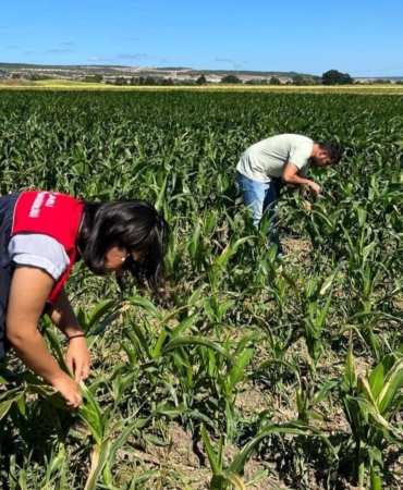 Kırklareli’nde yerli mısır çeşitleri incelendi