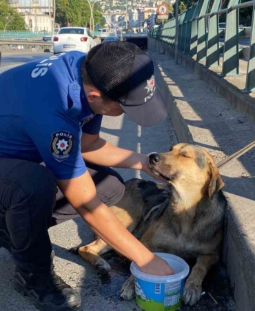 Korku dolu gözlerle bekleyen yaralı köpeği polis kurtardı