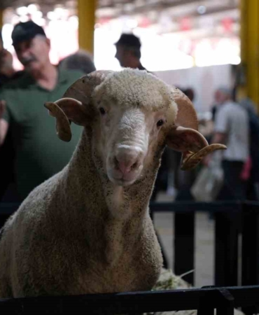Küçükbaş Hayvancılık Festivali için geri sayım başladı