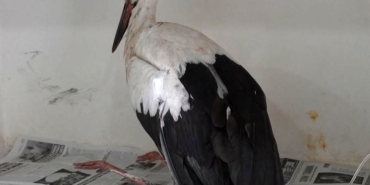 Küçükçekmece’de yaralı halde bulunan leyleğin tedavisi sürüyor