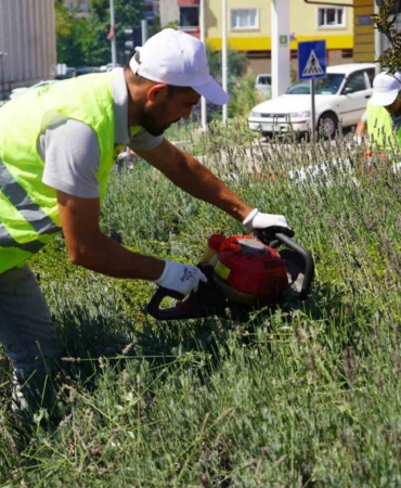 Lavantalardan bu yıl da organik ürünler üretilecek