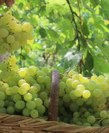 Lezzetiyle meşhur üzümlerin hasadına başlandı