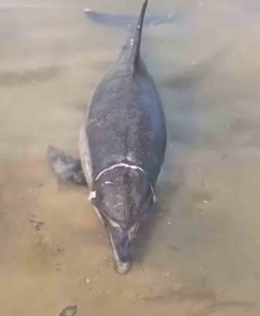 Ölü yunus karaya vurdu