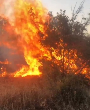 Otluk alanda çıkan yangın ağaçlık alana sıçradı: Alevler ürkütücü boyuta ulaştı