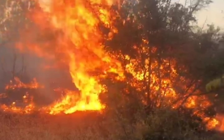 Otluk alanda çıkan yangın ağaçlık alana sıçradı: Alevler ürkütücü boyuta ulaştı