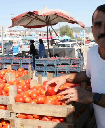 (ÖZEL) Salçalık domatesler görücüye çıktı