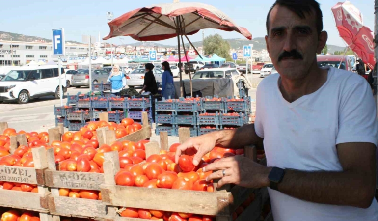 (ÖZEL) Salçalık domatesler görücüye çıktı