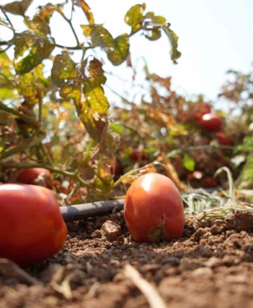 (Özel) Sosyal medyada çağrı yaptı, tarlada kalan domatesi bedava dağıttı