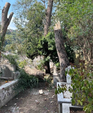 Sarıyer’de çürüyen ağaç gövdesinden koparak mezarlığa devrildi