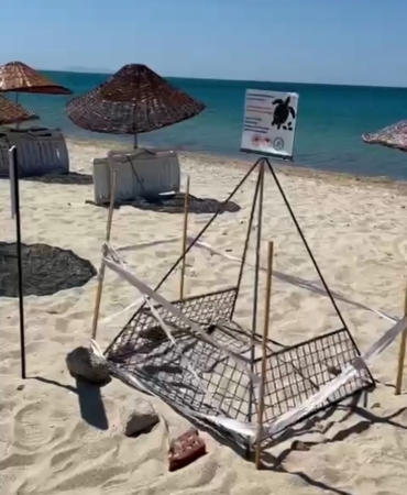 Saros Körfezi’nde yavru caretta carettalara koruma