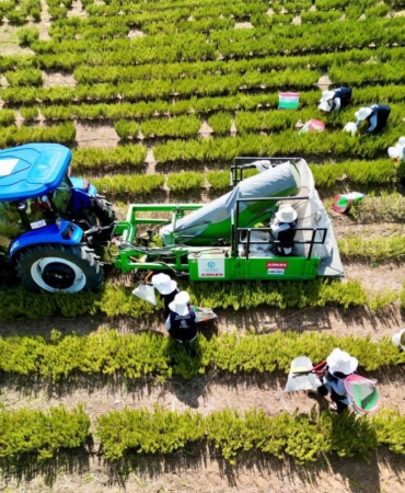 Tarımda yenilik: Yerli üretim makineyle biberiye hasadı