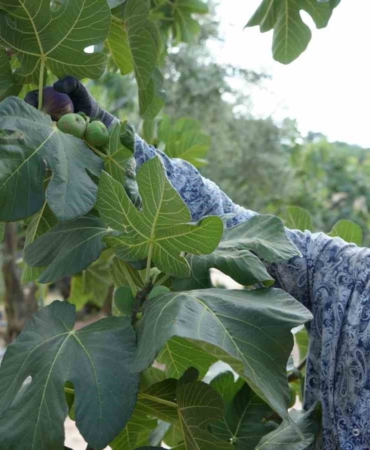 Türkiye bu yıl siyah incire doyacak