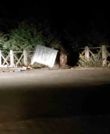 Uludağ’da yemek arayan aç ayı konteyneri devirdi