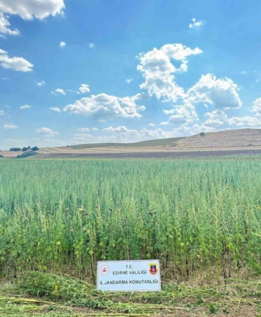 Uyuşturucu tarlası: 4 milyon 128 bin kök kenevir ele geçirildi