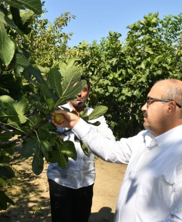Vali Ustaoğlu Havran’da incir hasat etti