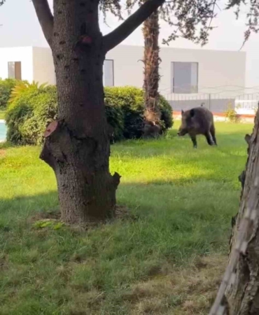 Villaya kaçak giren domuz havuza böyle düştü