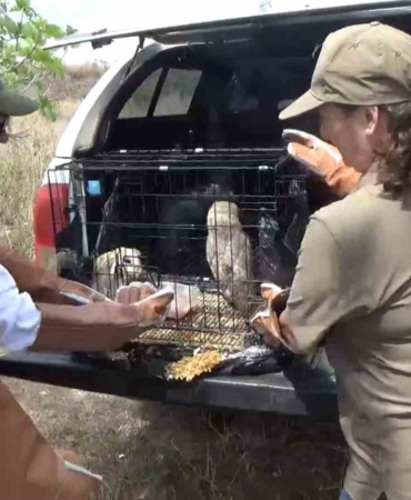 Yalova’da 3 peçeli yavru baykuş doğaya salındı