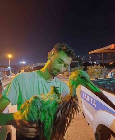 Yalova’da denizde yorgun şekilde bulunan leylek bakıma alındı