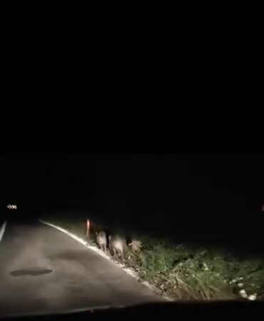 Yalova’da domuzlar kara yoluna indi