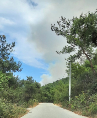 Yalova’da orman yangını