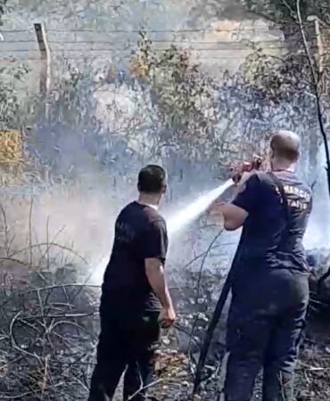 Yalova’da zeytinlik alanda yangın