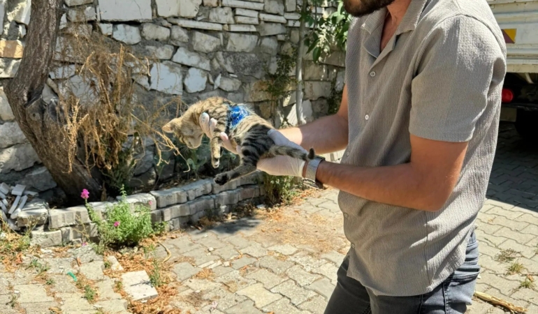 Yaralanan yavru kediye ilk müdahale yapıldı