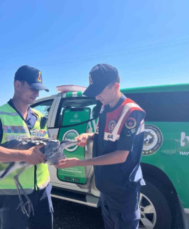 Yaralı leyleğe jandarma şefkati