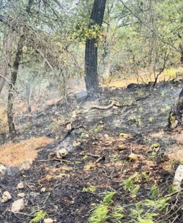 Yıldırım kaynaklı orman yangınına, havadan ve karadan müdahale