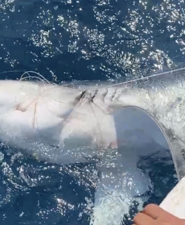 Yunanlılara kafa tutan Türk balıkçı, Gökçeada açıklarında ’mako’ cinsi mavi köpek balığı buldu