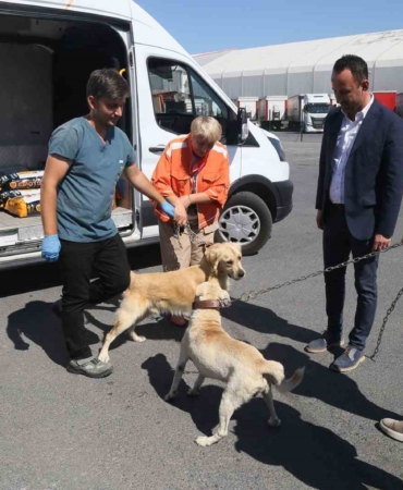 176 sokak köpeği bekçi köpeği oldu