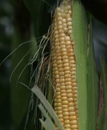 37 bin dekar mısır tarlası tarıma kazandırıldı