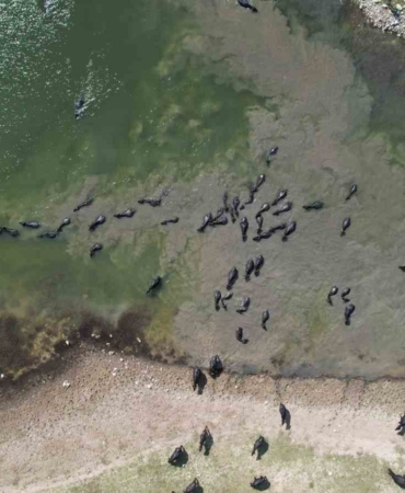 Afrika’yı aratmayan görüntüler İstanbul’da kaydedildi