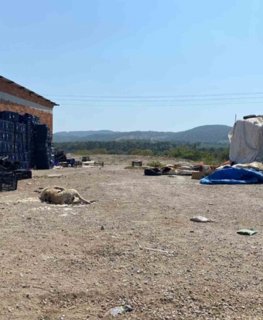 Ayvacık’ta 2 köpek silahla öldürüldü