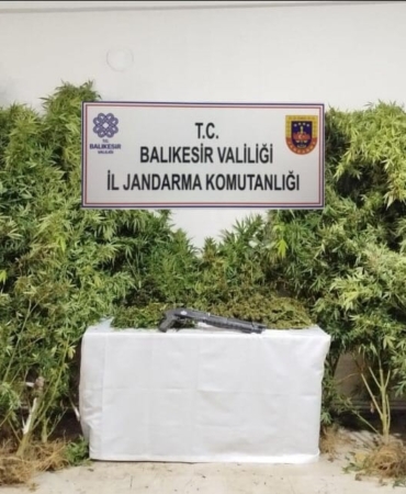 Bandırma’da kamu arazisine kenevir eken şüpheliler suçüstü yakalandı