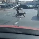 Beylikdüzü E-5’te sürücülerden köpek kurtarma operasyonu