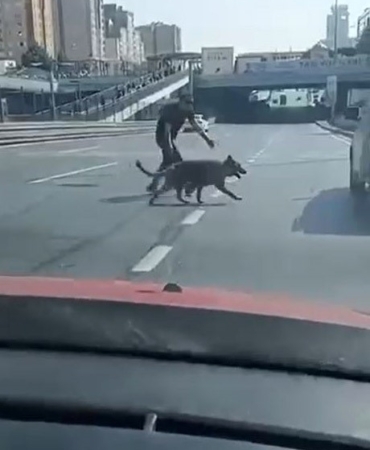 Beylikdüzü E-5’te sürücülerden köpek kurtarma operasyonu
