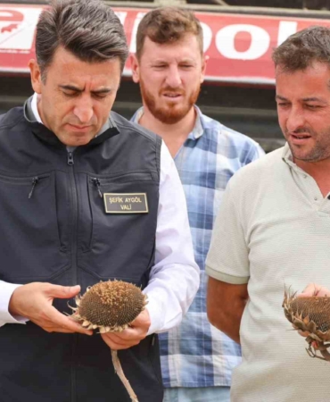 Bilecik’te bu yıl ayçiçeği rekoltesinde artış yaşandı