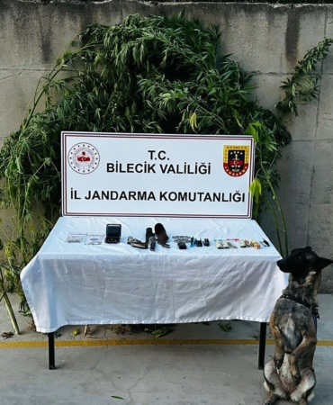 Bilecik’te evinin bahçesinde kenevir yetiştiren şüpheli düzenlenen operasyonla yakalandı