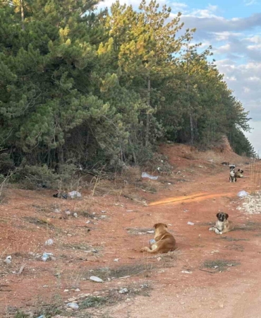 Bilecik’te vatandaşlar sürü halindeki köpeklerden tedirgin