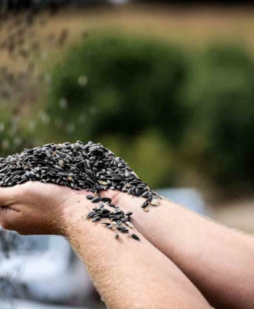 Bilecik’te yağlık ve çerezlik ayçiçeği hasadı başladı